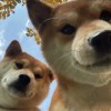 当你看见冥王星的头像